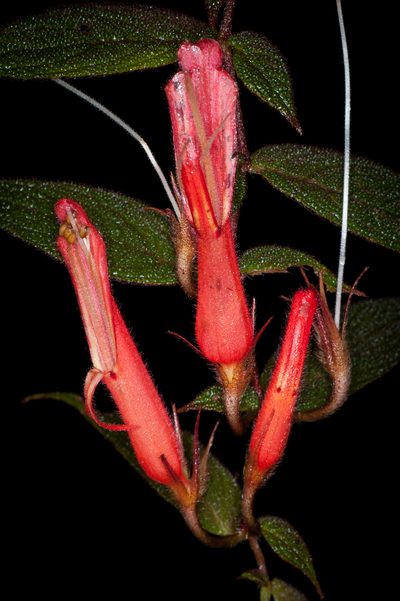 Columnea ceticeps, photographed by Oscar Marín