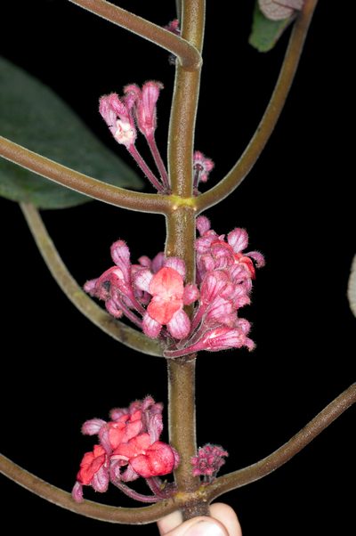 Drymonia droseroides, photographed by Oscar Marín