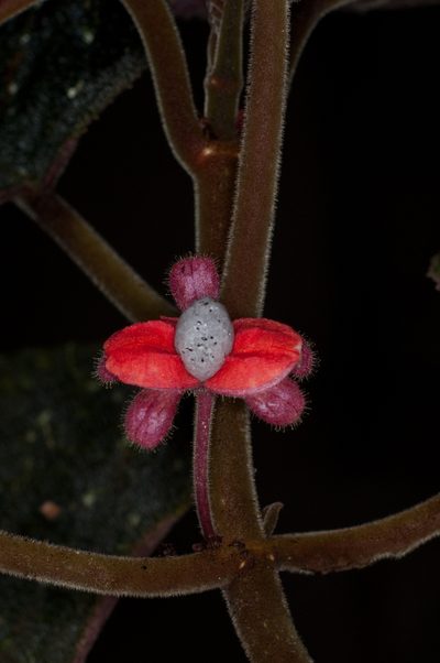 Drymonia droseroides, photographed by Oscar Marín