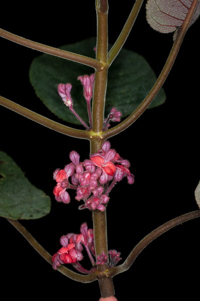 Drymonia droseroides, photographed by Oscar Marín