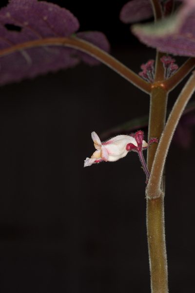 Drymonia droseroides, photographed by Oscar Marín