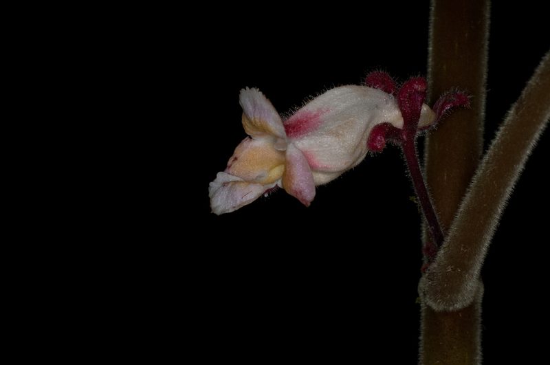 Drymonia droseroides, photographed by Oscar Marín