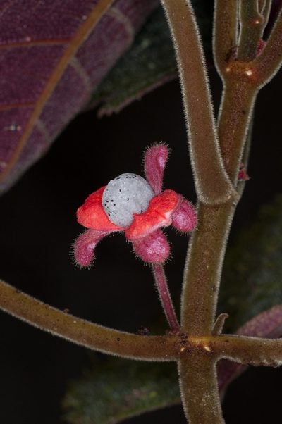 Drymonia droseroides, photographed by Oscar Marín