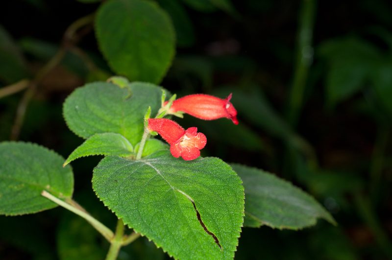 Kohleria inaequalis, photographed by Oscar Marín