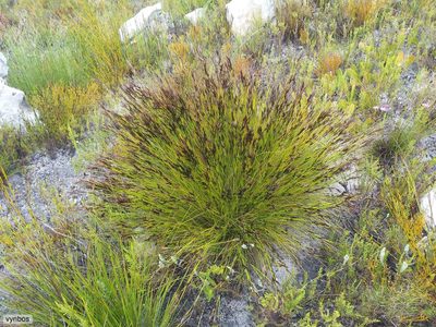 Tetraria fasciata, photographed by Chris Vynbos