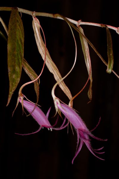 Columnea filipes, photographed by Oscar Marín