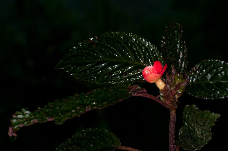 Nautilocalyx urticifolius, photographed by Oscar Marín