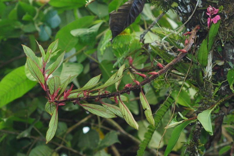 Columnea angustata, photographed by Oscar Marín