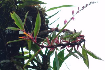 Columnea angustata, photographed by Oscar Marín