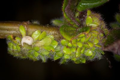 Columnea spathulata, photographed by Oscar Marín