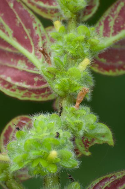 Columnea spathulata, photographed by Oscar Marín