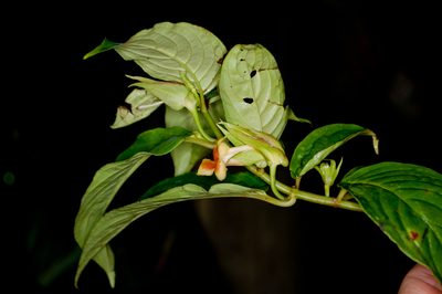 Drymonia warszewicziana, photographed by Oscar Marín