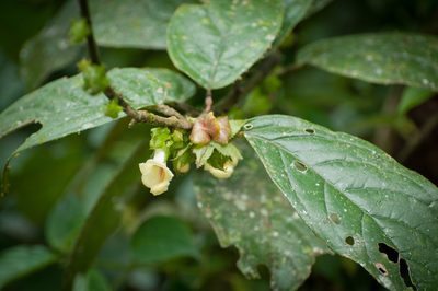 Drymonia macrophylla, photographed by Oscar Marín