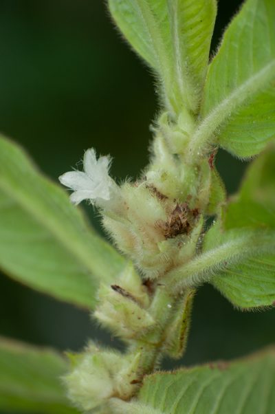 Columnea eburnea, photographed by Oscar Marín