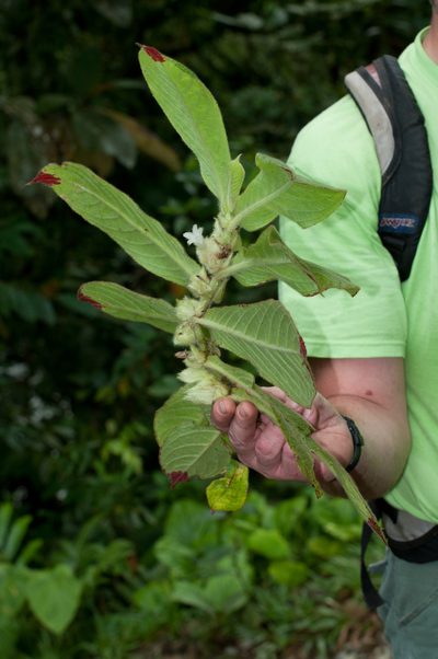 Columnea eburnea, photographed by Oscar Marín