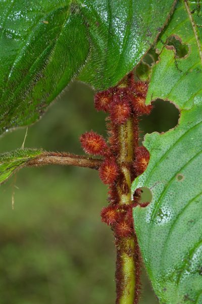 Besleria barclayi, photographed by Oscar Marín