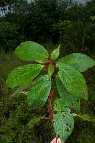 Besleria barclayi, photographed by Oscar Marín