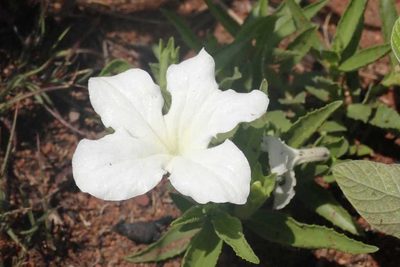 Cycnium adonense, photographed by Andrew Deacon