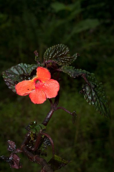 Nautilocalyx urticifolius, photographed by Oscar Marín
