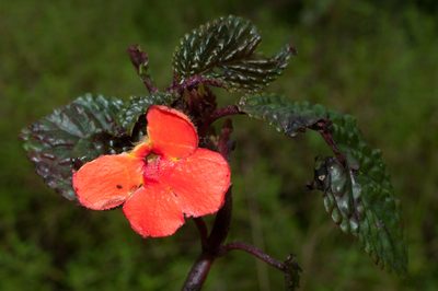 Nautilocalyx urticifolius, photographed by Oscar Marín