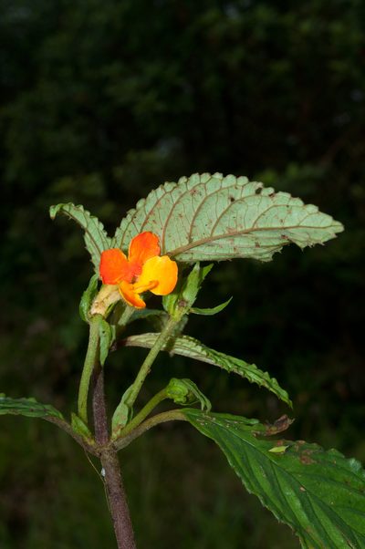 Nautilocalyx urticifolius, photographed by Oscar Marín