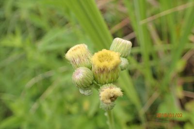Erigeron primulifolium, photographed by Peter Warren