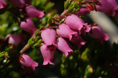 Erica lateralis, photographed by Michael D. Pirie
