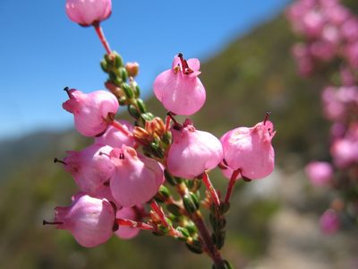 Erica lateralis, photographed by Michael D. Pirie
