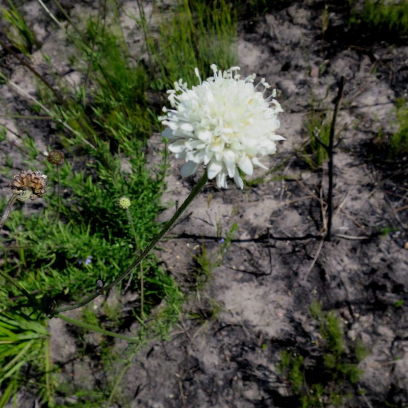 Cephalaria attenuata, photographed by Di Turner