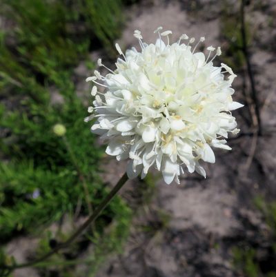 Cephalaria attenuata, photographed by Di Turner