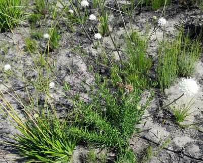 Cephalaria attenuata, photographed by Di Turner