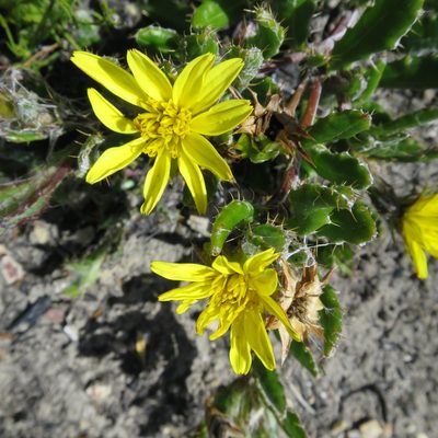 Cullumia aculeata, photographed by Di Turner
