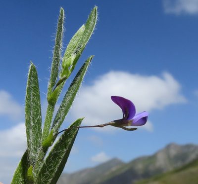 Psoralea plauta, photographed by Di Turner