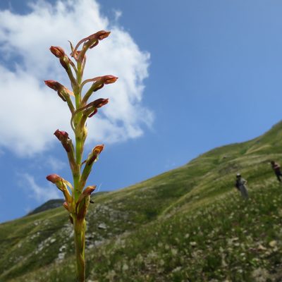 Disa reticulata, photographed by Di Turner