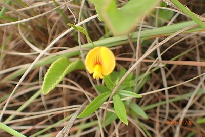 Zornia capensis, photographed by Peter Warren