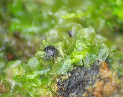 Fossombronia wondraczekii, photographed by George Greiff