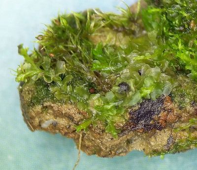 Fossombronia wondraczekii, photographed by George Greiff