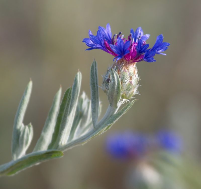 Centaurea depressa, photographed by Вячеслав Юсупов