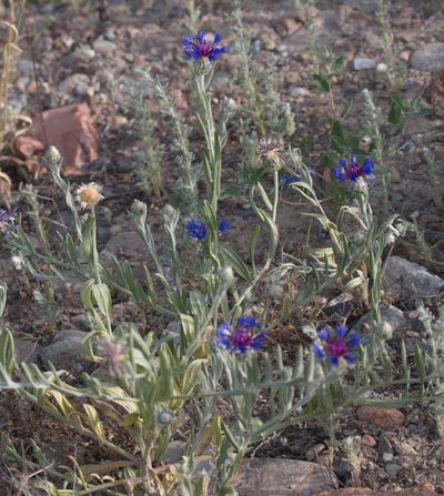 Centaurea depressa, photographed by Вячеслав Юсупов