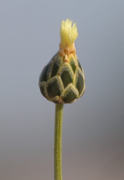 Amberboa turanica, photographed by Вячеслав Юсупов