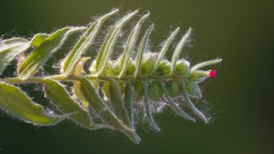 Nonea caspica, photographed by Вячеслав Юсупов