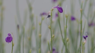 Dodartia orientalis, photographed by Вячеслав Юсупов