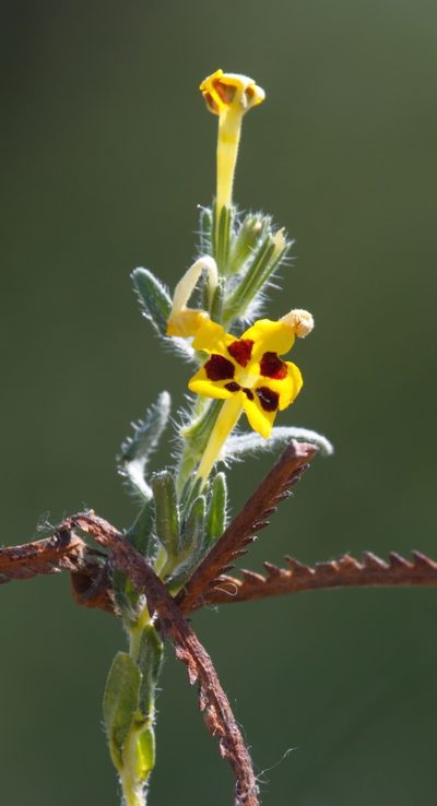 Arnebia coerulea, photographed by Вячеслав Юсупов