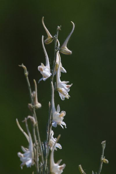 Delphinium leptocarpum, photographed by Вячеслав Юсупов
