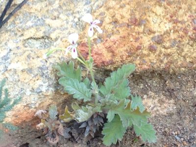 Pelargonium pulchellum, photographed by Henry Frye