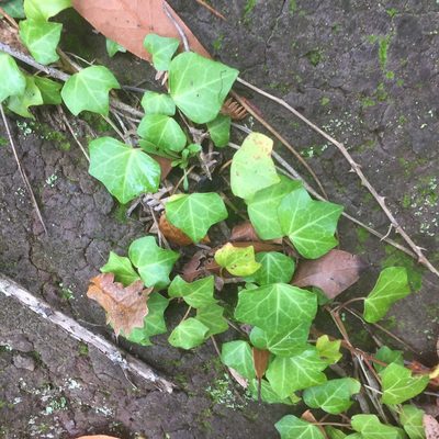 Hedera maderensis, photographed by Andre Hosper
