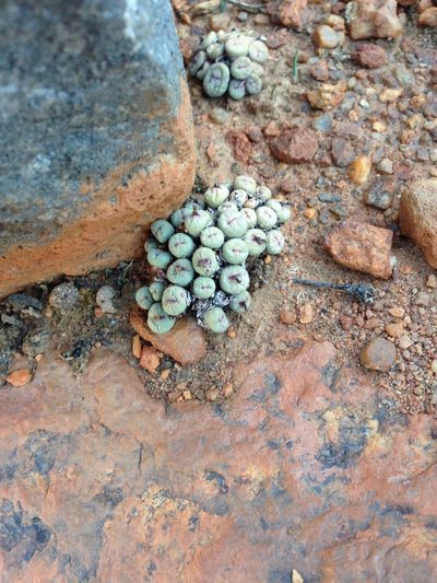 Conophytum pageae, photographed by Henry Frye