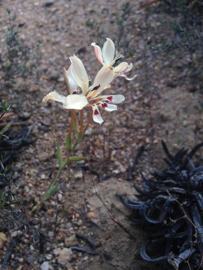 Lapeirousia fabricii, photographed by Henry Frye