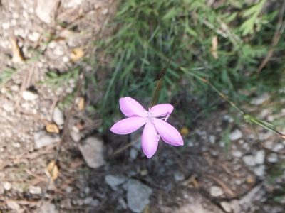 Dianthus ciliatus, photographed by Emanuele Santarelli