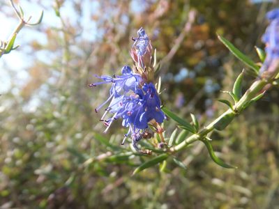 Hyssopus officinalis, photographed by Emanuele Santarelli